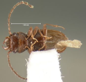 Media type: image;   Entomology 6787 Aspect: habitus ventral view